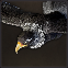 レイジングイーグル.png